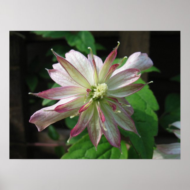 Flower Tre Poster (Framsidan)