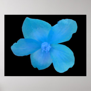 Flower-utskrift för vacker blå Begonia Poster