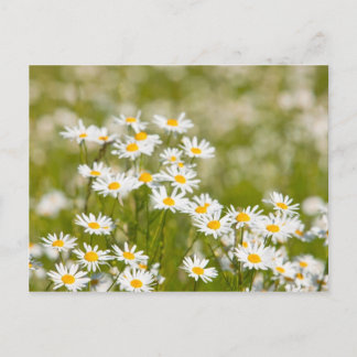 Flower Vykort
