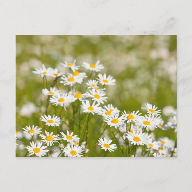 Flower Vykort (Framsida)