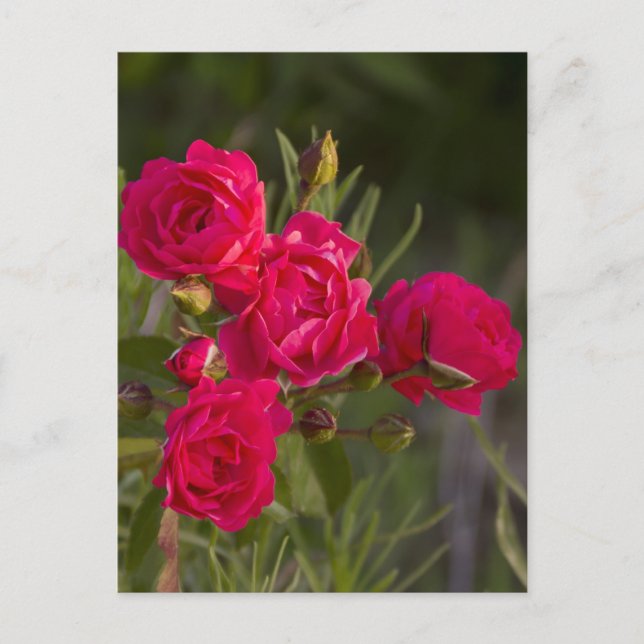 Flower Vykort (Framsida)