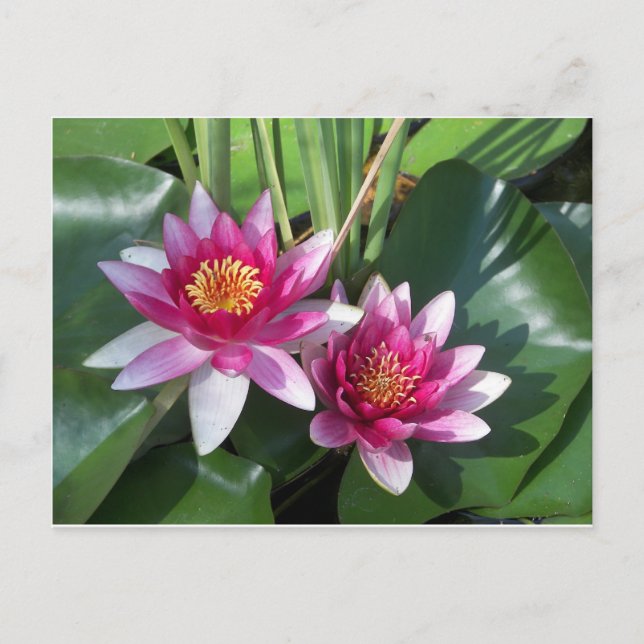 Flower Vykort (Framsida)