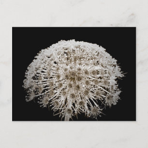 Flower Vykort