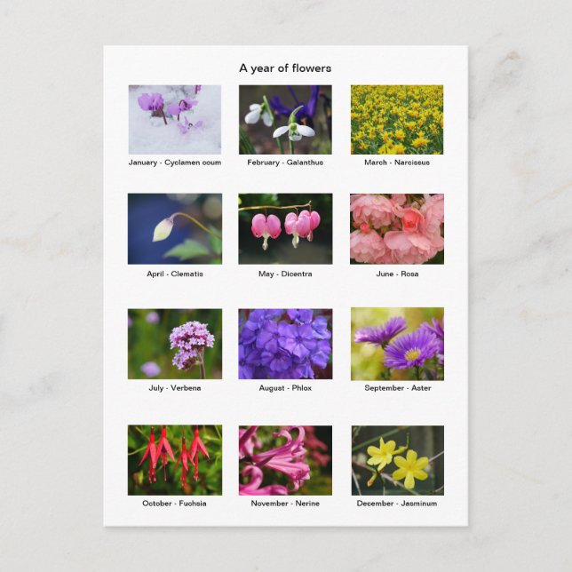 Flower Year vykort (Framsida)