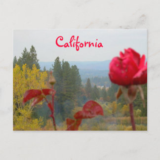 Flowered California Vykort