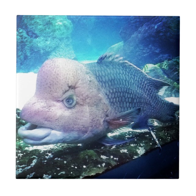 Flowerhorn Cichlid Fish Kakelplatta (Framsidan)