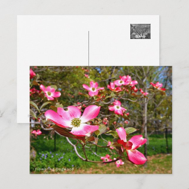 Flowering Dogwood Vykort (Fram/baksida)