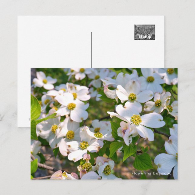 Flowering Dogwood Vykort (Fram/baksida)