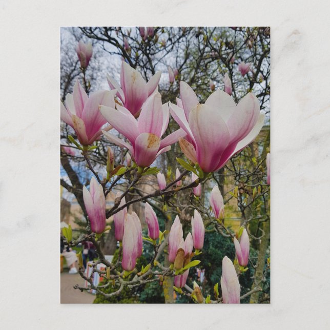 Flowering of large pink magnolia flowers  vykort (Framsida)