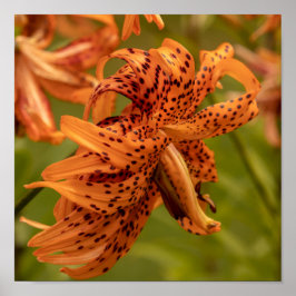 Flowering Petals Poster