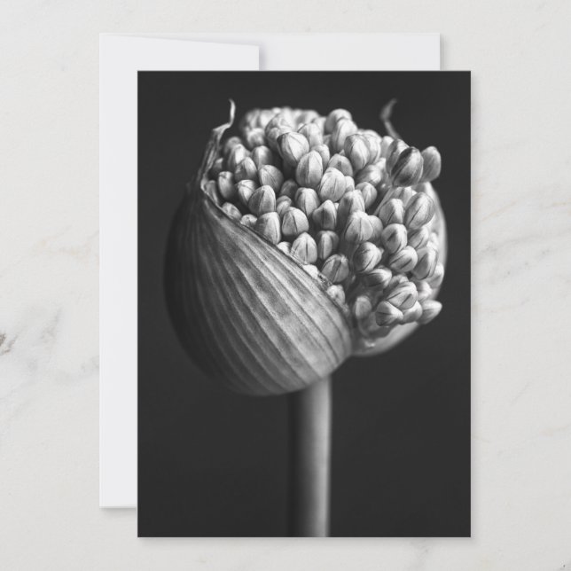 Flowers | B&W Allium Flower Bud Tack Kort (Framsida)