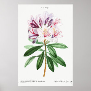 Flowers Blad Vintage Botanical Art Poster