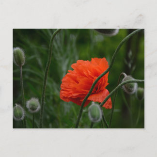 flowers bloom vykort