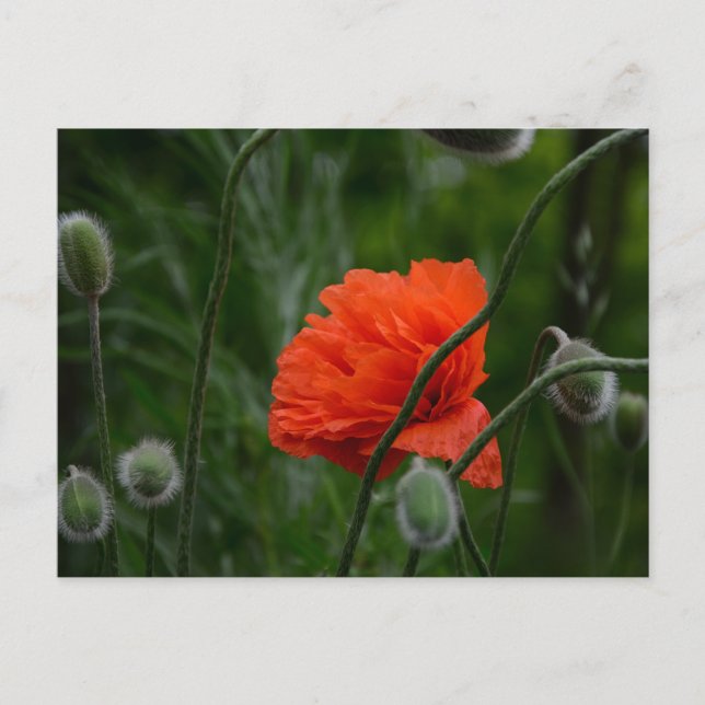 flowers bloom vykort (Framsida)