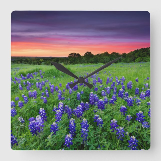 Flowers | Bluebonnets at Sunset Texas Fyrkantig Klocka (Framsida)
