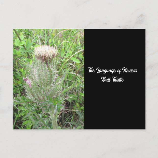 Flowers Bull Thistle Vykort (Framsida)