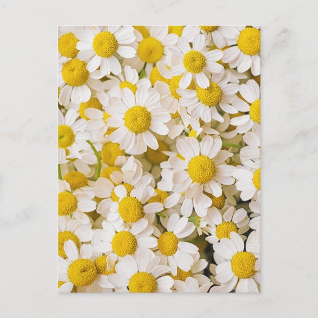 Flowers | Bunch of Chamomiles Vykort (Framsida)