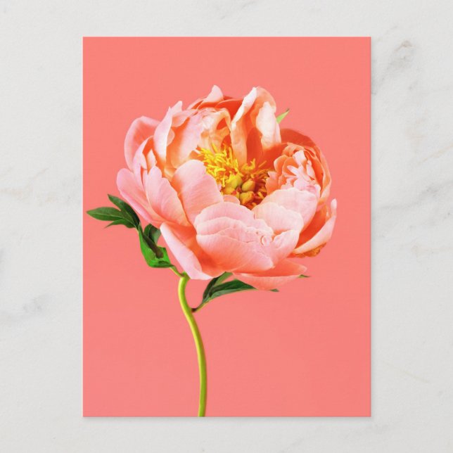 Flowers | Coral Peony Blossom Vykort (Framsida)