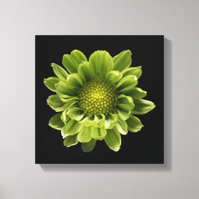 Flowers | Green Chrysanthemum Canvastryck (Framsida)