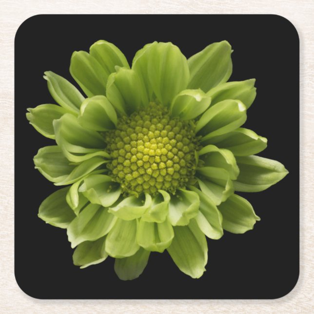 Flowers | Green Chrysanthemum Underlägg Papper Kvadrat (Framsidan)