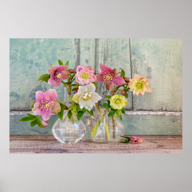 Flowers | Hellebores in Vases Poster (Framsidan)