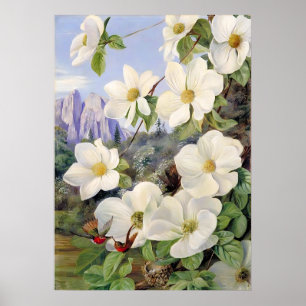 Flowers i Kalifornien av Marianne North Poster