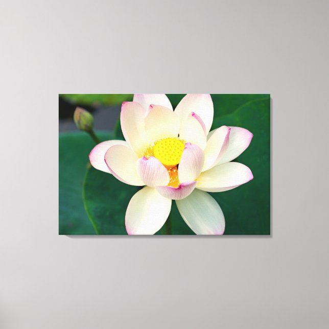 Flowers | Lotus Water Flower Canvastryck (Framsida)