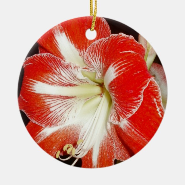 Flowers of Faith 2 Corinthians Amaryllis Ornament (Framsidan)