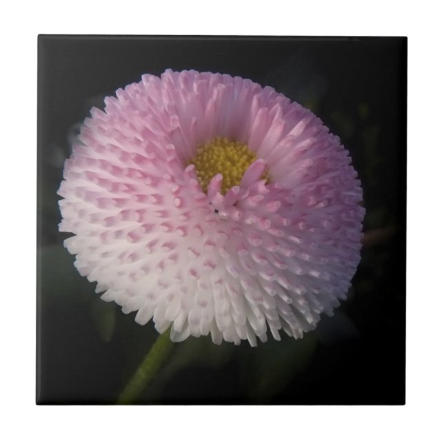 flowers on black - rosa Bellis Kakelplatta (Framsidan)