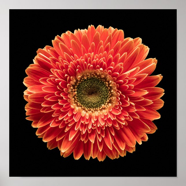 Flowers | Orange Gerbera Daisy Poster (Framsidan)