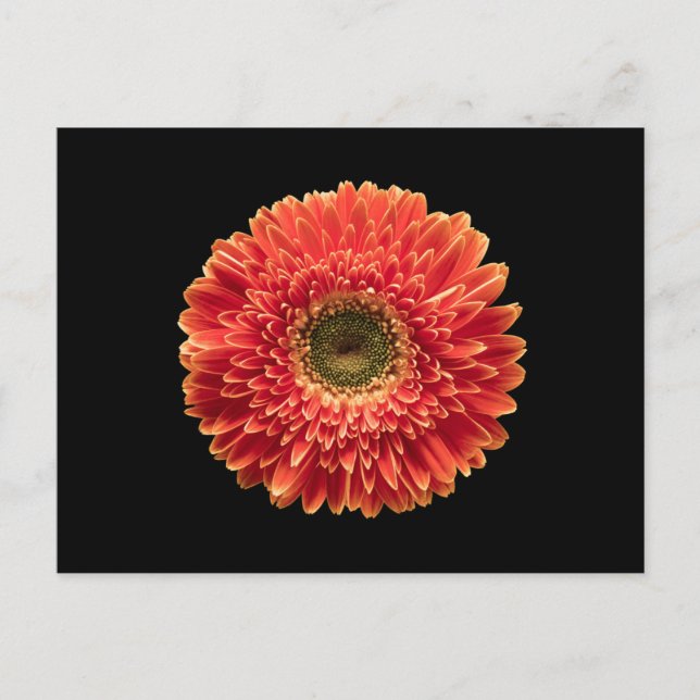 Flowers | Orange Gerbera Daisy Vykort (Framsida)