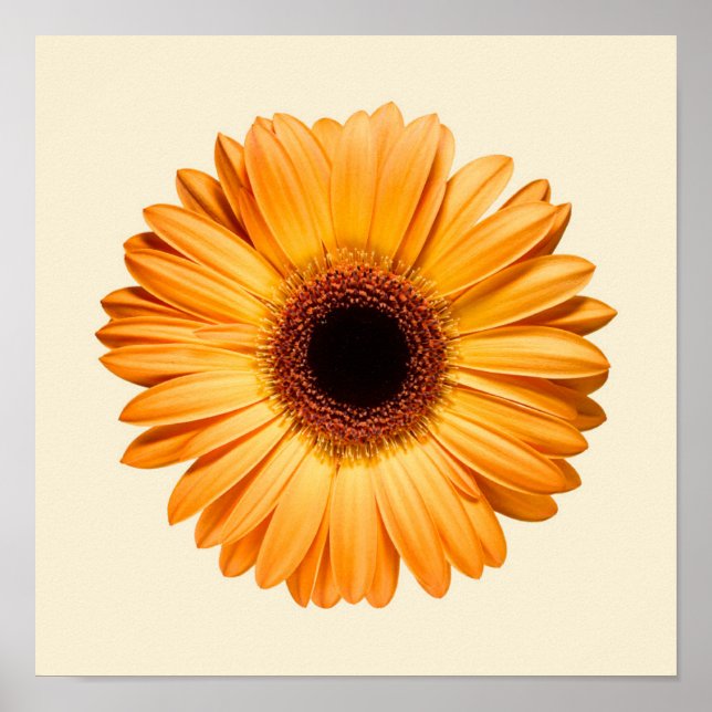 Flowers | Orange Gerbera Poster (Framsidan)