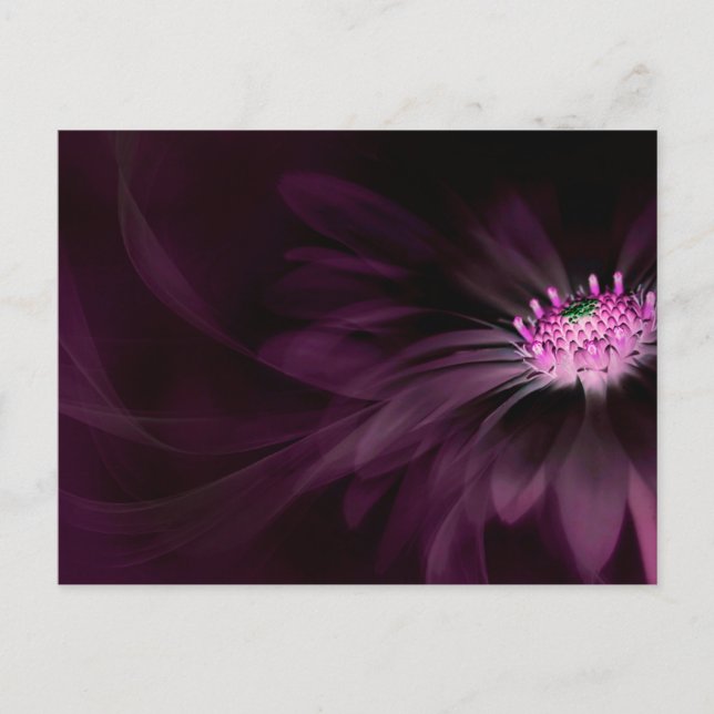 Flowers | Purple Daisy Vykort (Framsida)
