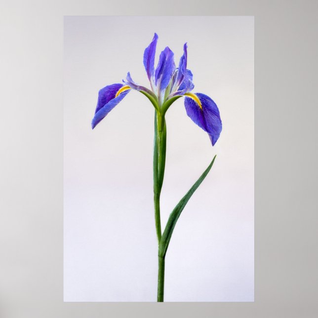 Flowers | Purple Iris Flower Poster (Framsidan)