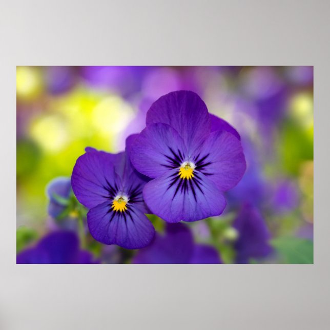 Flowers | Purple Pansies Poster (Framsidan)