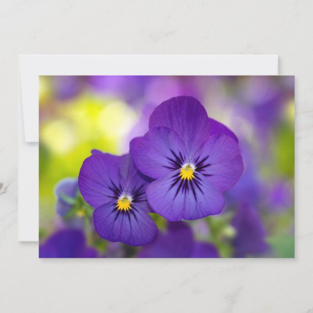 Flowers | Purple Pansies Tack Kort (Framsida)