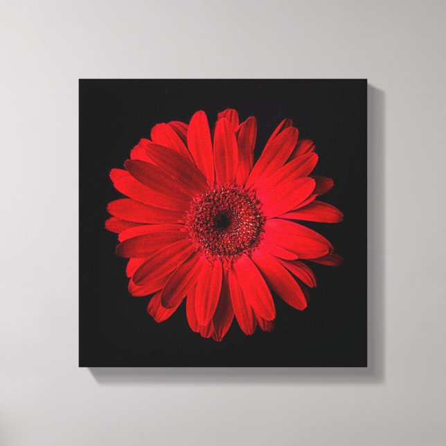 Flowers | Red Gerbera Daisy Canvastryck (Framsida)