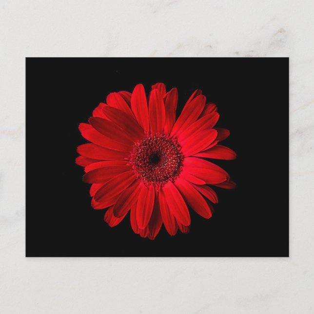 Flowers | Red Gerbera Daisy Vykort (Framsida)