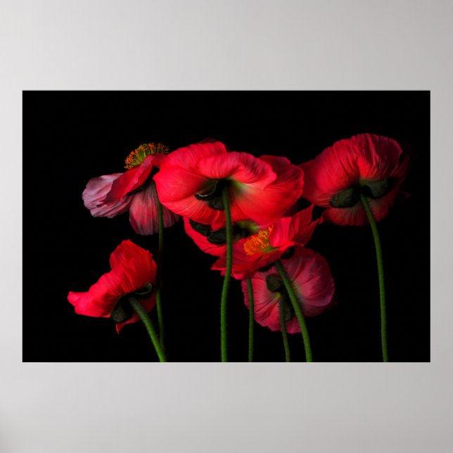 Flowers | Red Poppies Poster (Framsidan)
