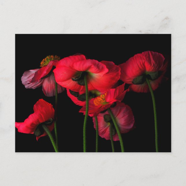 Flowers | Red Poppies Vykort (Framsida)
