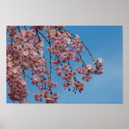 Flowers Träd i Weeping Cherry Poster