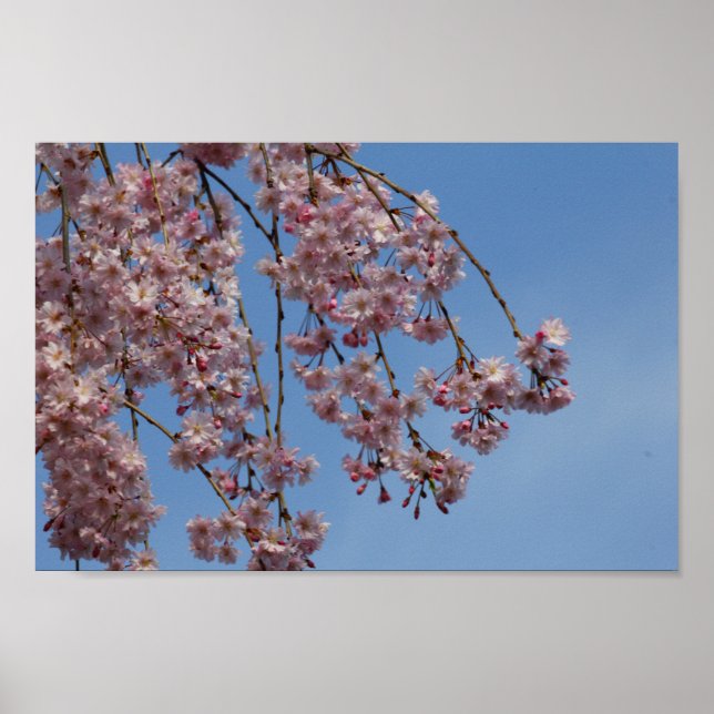 Flowers Träd i Weeping Cherry Poster (Framsidan)