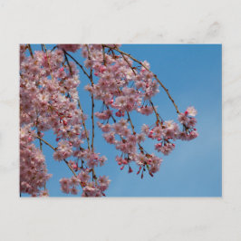 Flowers Träd i Weeping Cherry Vykort