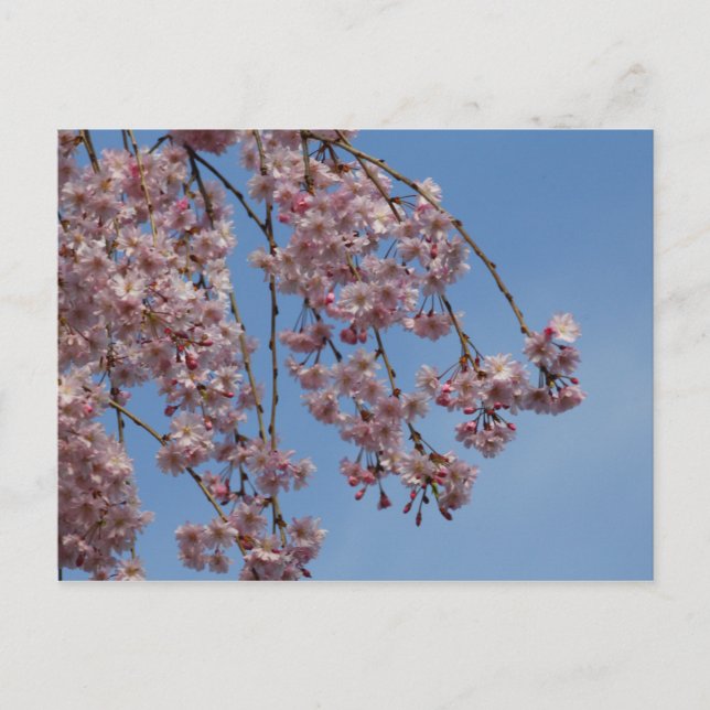 Flowers Träd i Weeping Cherry Vykort (Framsida)