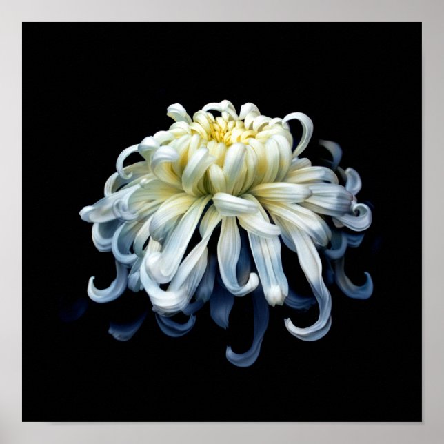Flowers | White Chrysanthemum Poster (Framsidan)