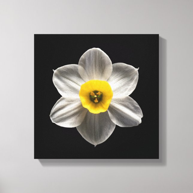 Flowers | White Daffodil Flower Canvastryck (Framsida)