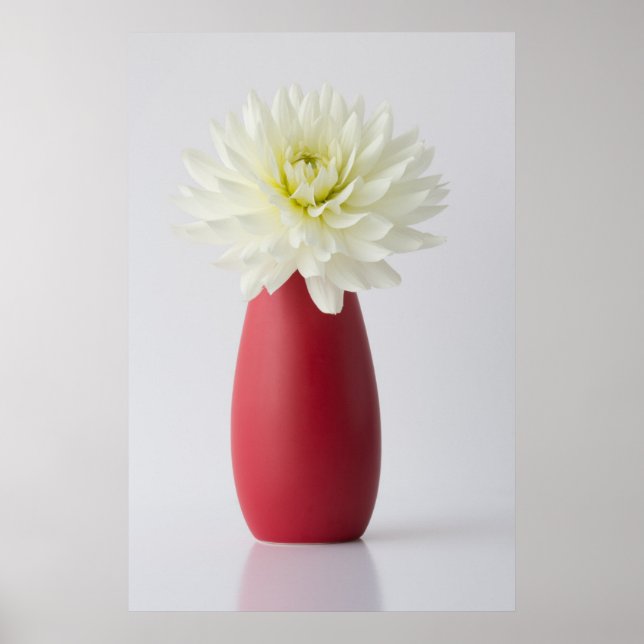 Flowers | White Dahlia in Red Vase Poster (Framsidan)