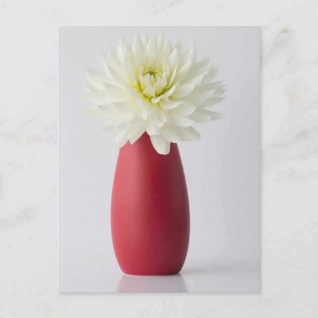 Flowers | White Dahlia in Red Vase Vykort (Framsida)