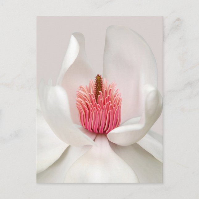 Flowers | White Magnolia Vykort (Framsida)