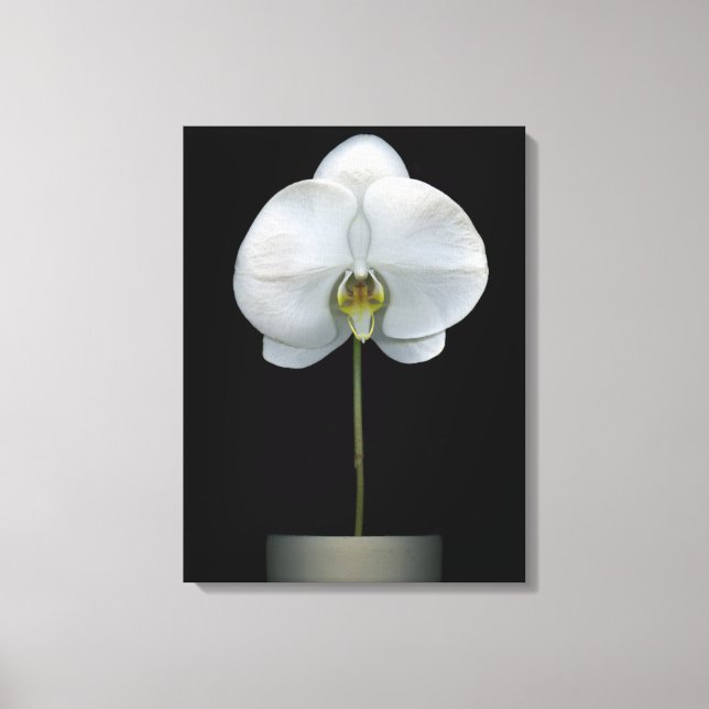 Flowers | White Orchid Flower Canvastryck (Framsida)